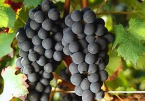 Carmenere Carmenere