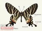 麗斑尾鳳蝶，別名麗斑褐鳳蝶
