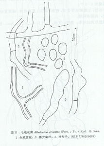 毛地花菌 毛地花菌