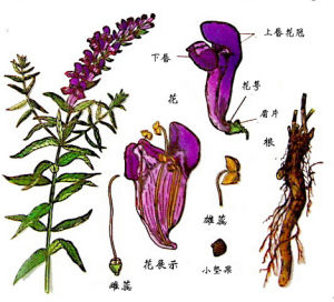 吉林黃苓 吉林黃苓