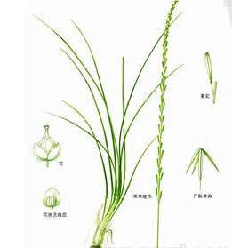 水麥冬科 水麥冬科