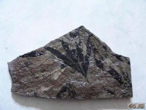 義馬銀杏 義馬銀杏