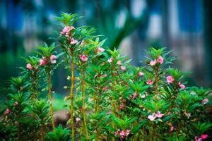 滇東南鳳仙花 滇東南鳳仙花