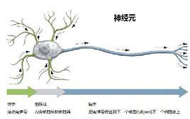 神經科學[生物學機制]