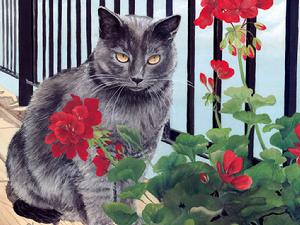 阿比西尼亞藍貓