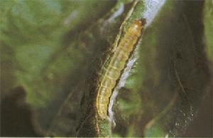 卷葉野螟 卷葉野螟