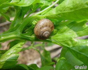 麻灰巴蝸牛 麻灰巴蝸牛