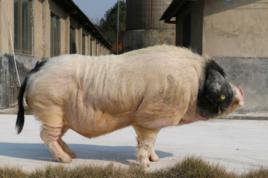 沙子嶺豬 沙子嶺豬