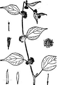 單毛刺蒴麻 單毛刺蒴麻