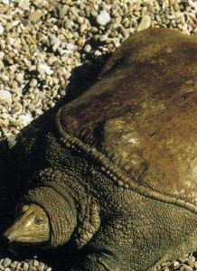 怎樣養甲魚 怎樣養甲魚