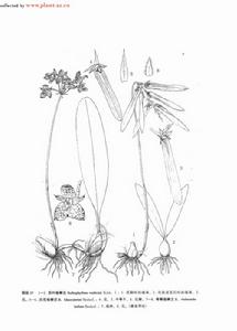 白花捲瓣蘭 白花捲瓣蘭