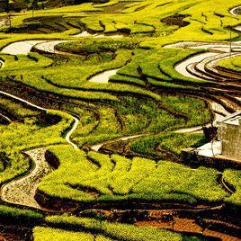 富硒水稻 富硒水稻