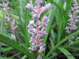 短藥沿階草 短藥沿階草