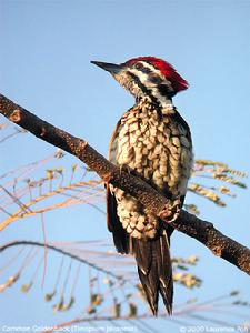 （圖）金背三趾啄木鳥