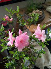 寶玉[杜鵑花屬植物]