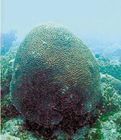 捲曲耳紋珊瑚