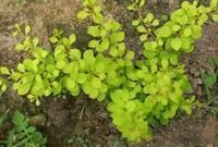 石門小檗 石門小檗