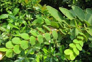 毛排錢草 毛排錢草