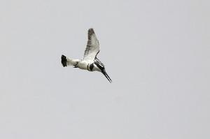 斑魚狗雲南亞種 斑魚狗雲南亞種