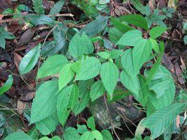 白面苧麻 白面苧麻