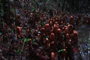 連康山國家級自然保護區