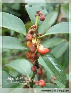 小花八角 小花八角