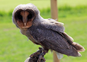 安達曼草鴞 安達曼草鴞