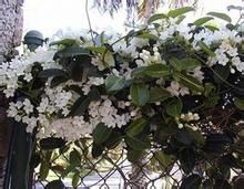 多花黑鰻藤 多花黑鰻藤