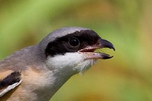 厚嘴杜鵑 厚嘴杜鵑