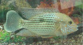 紅尾皇冠 紅尾皇冠