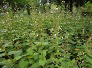 細花線紋香茶菜 細花線紋香茶菜