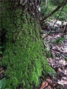 樹灰蘚科 樹灰蘚科