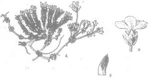 糙點地梅 糙點地梅