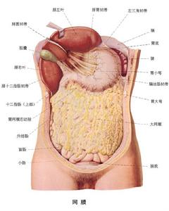 （圖）腹膜