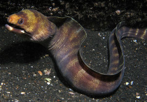 山口海鰻 山口海鰻