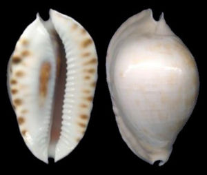 白獵帽寶螺 白獵帽寶螺