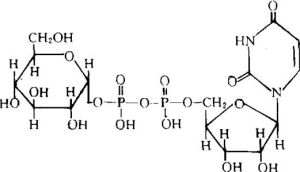 磷酸尿苷醯轉移酶 磷酸尿苷醯轉移酶