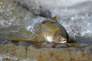 大麻哈魚[鮭形目鮭科動物]