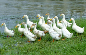 沛縣肉鴨 沛縣肉鴨