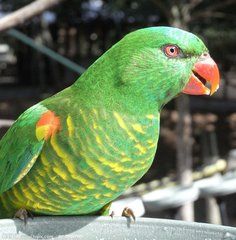 鱗胸吸蜜鸚鵡 鱗胸吸蜜鸚鵡