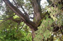 黃帝陵[天下第一陵：橋山黃帝陵]