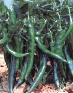 湘研9號 湘研9號