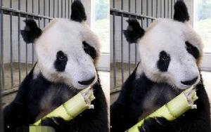 大熊貓園園 大熊貓園園