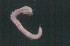 長吻吻沙蠶 長吻吻沙蠶