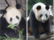 大熊貓比力仙女