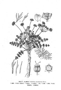 天山瘤果芹 天山瘤果芹