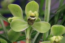 宋梅[春蘭品種]