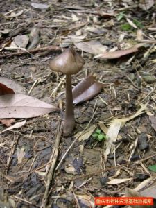 長根菇鱗柄變種 長根菇鱗柄變種