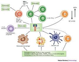 白介素12 白介素12