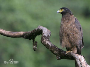 蛇雕明打威亞種 蛇雕明打威亞種